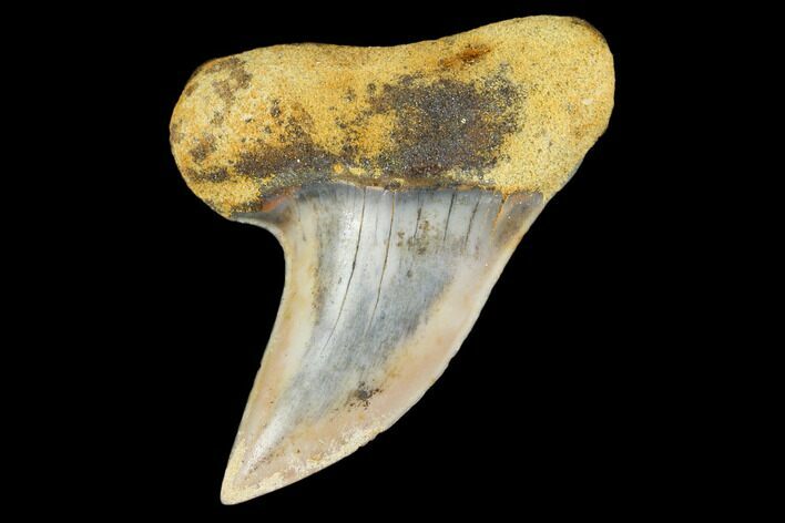 Colorful Mako/White Shark Tooth Fossil - Sharktooth Hill, CA #113928